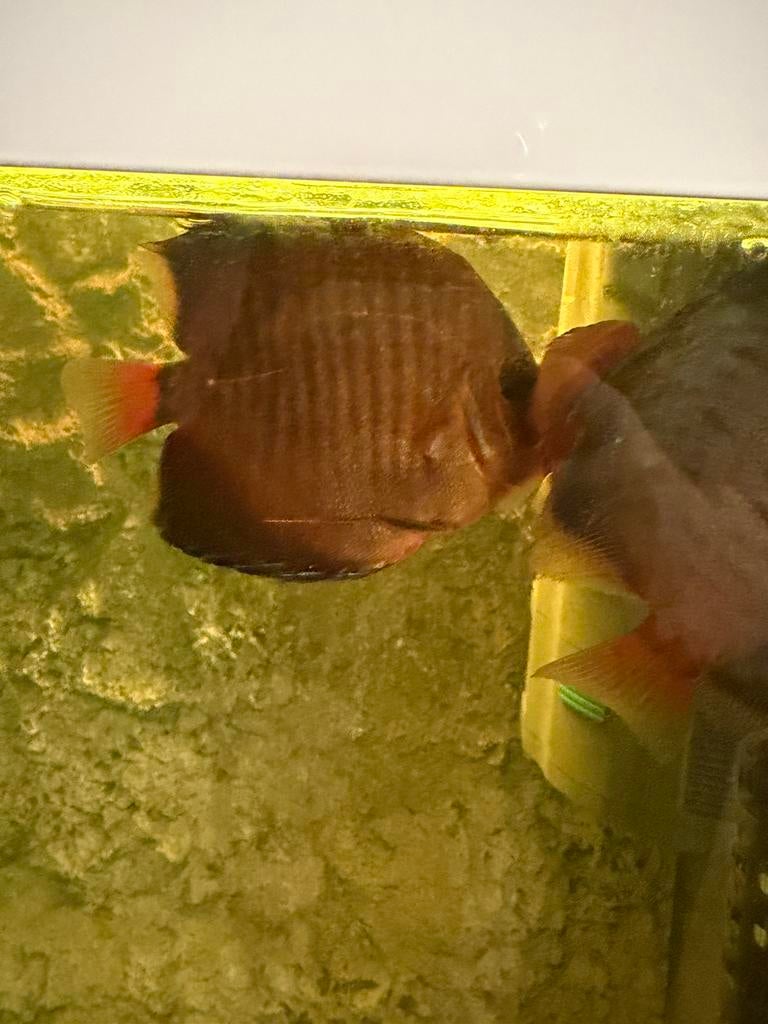 Discus, Dieren en Toebehoren, Vissen | Aquariumvissen, Vis