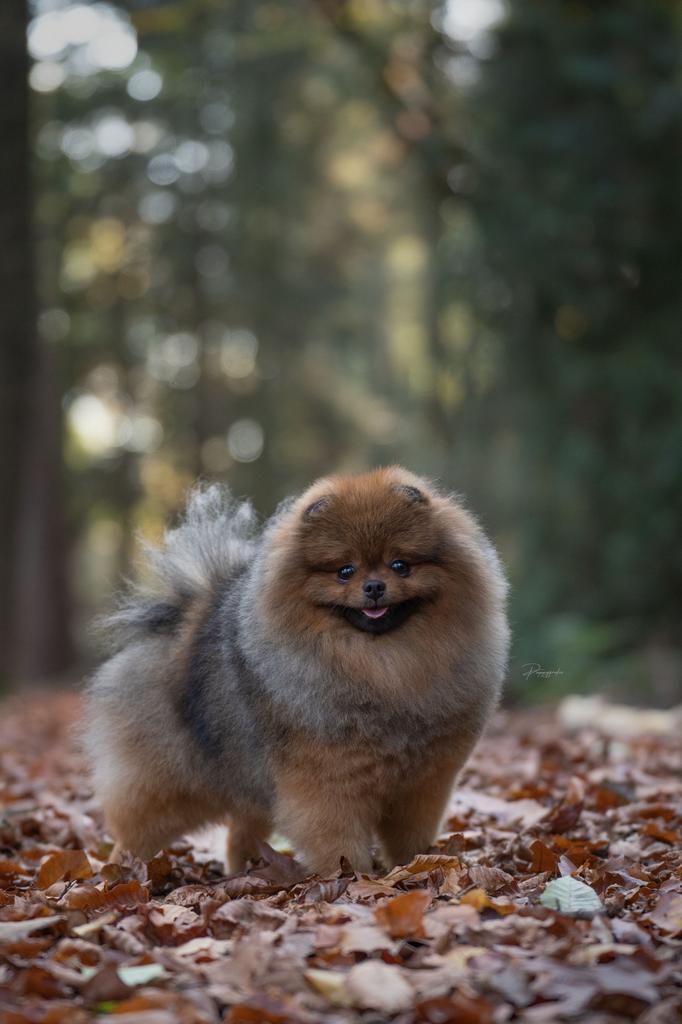 Ervaren dekreu SM/CM/PL VRIJ!+ petscan pomeranian, pomeriaan, Nederland, Reu, 1 tot 2 jaar, Parvo