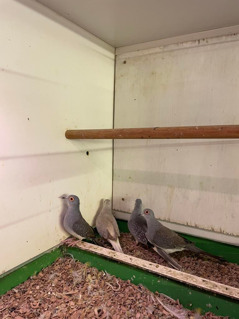 2 koppels diamantduiven, Dieren en Toebehoren, Meerdere dieren
