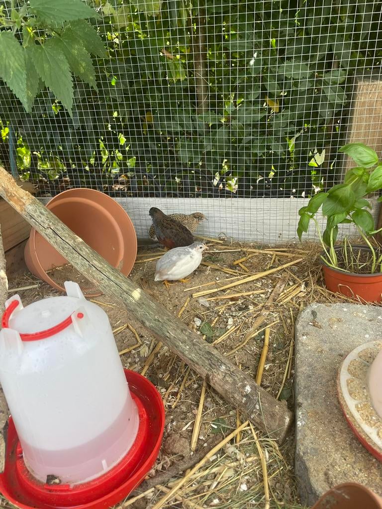 Chinese dwerg kwartel eitjes voor cosumtie of uit broeden, Meerdere dieren