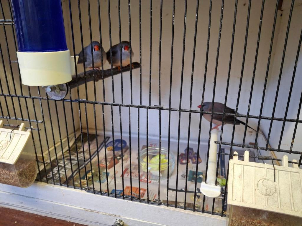 Jonge vogels., Dieren en Toebehoren, Meerdere dieren