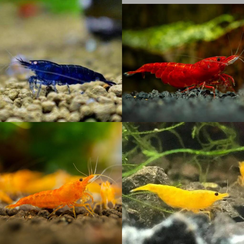 Prachtige neocaridina garnalen beschikbaar, Kreeft, Krab of Garnaal, Zoetwatervis, Schoolvis