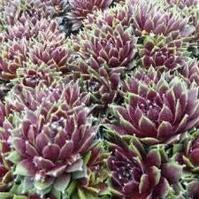 Sempervivum vetplanten rotsplanten. Verschillende soorten P9, Bodembedekkers, Volle zon, Vaste plant, Ophalen of Verzenden