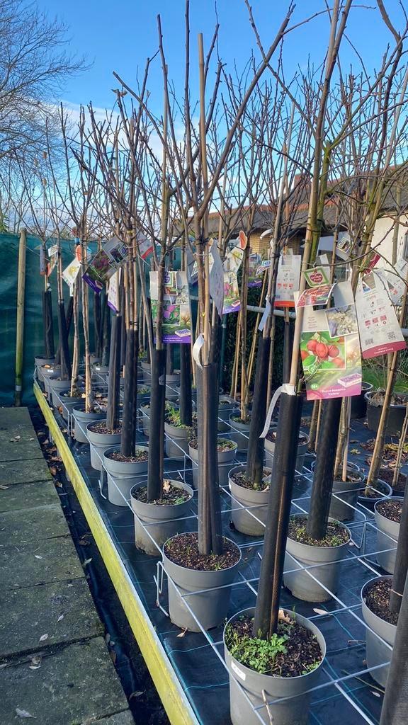 Halfstam en hoogstam fruitbomen binnenkort kleinfruit, Ophalen, Lente, Volle zon, Overige soorten