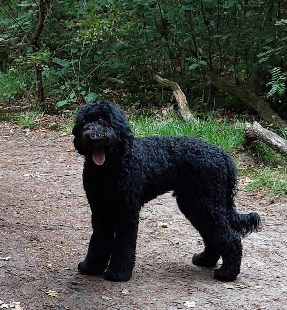 labradoodle Dekreu, Parvo, Reu, Groot, Eén hond