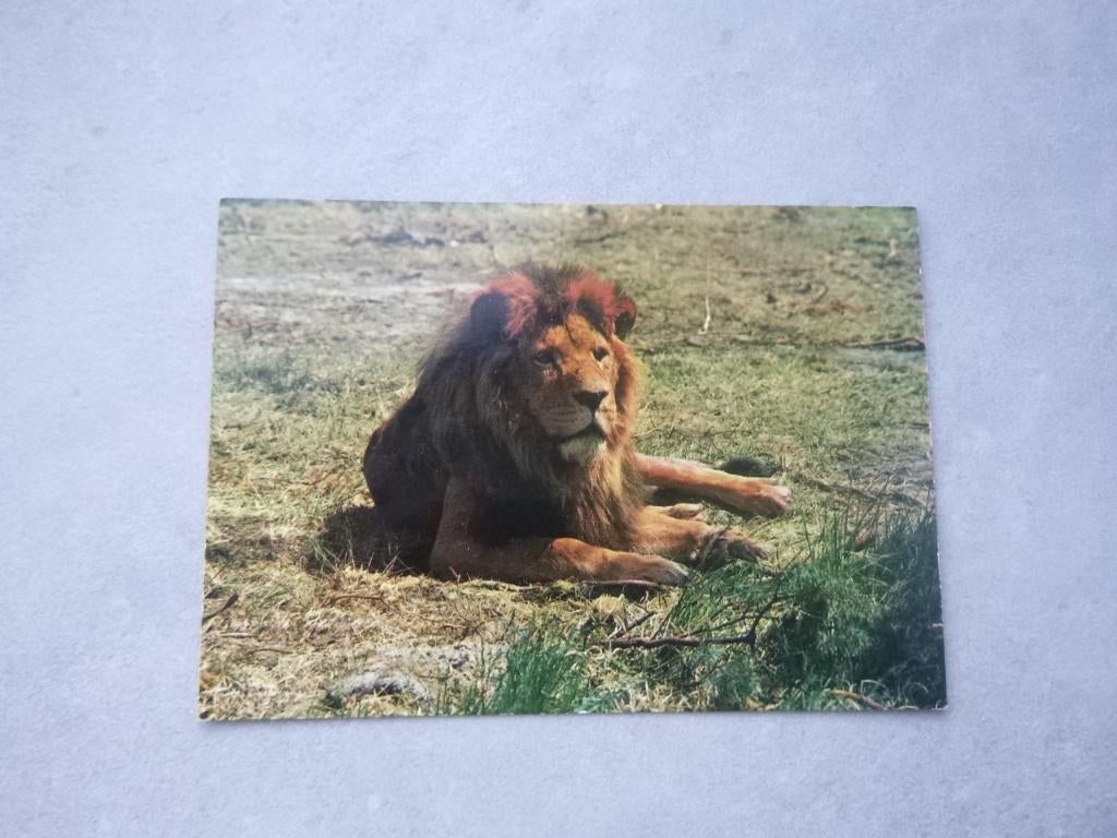 Hilvarenbeek, Beekse Bergen, safaripark leeuw, Verzamelen, Verzenden, 1980 tot heden, Ongelopen, Noord-Holland