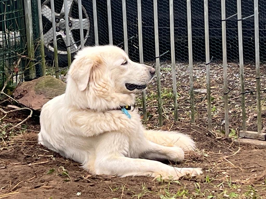 Slovensky Cuvac pups - een gouden hart in een witte vacht, Dieren en Toebehoren, Honden | Herdershonden en Veedrijvers, Parvo