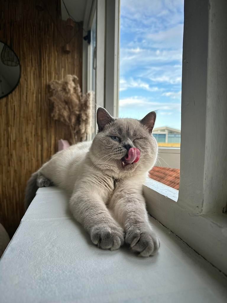 Dekkater (Niet te koop) britse korthaar blue point