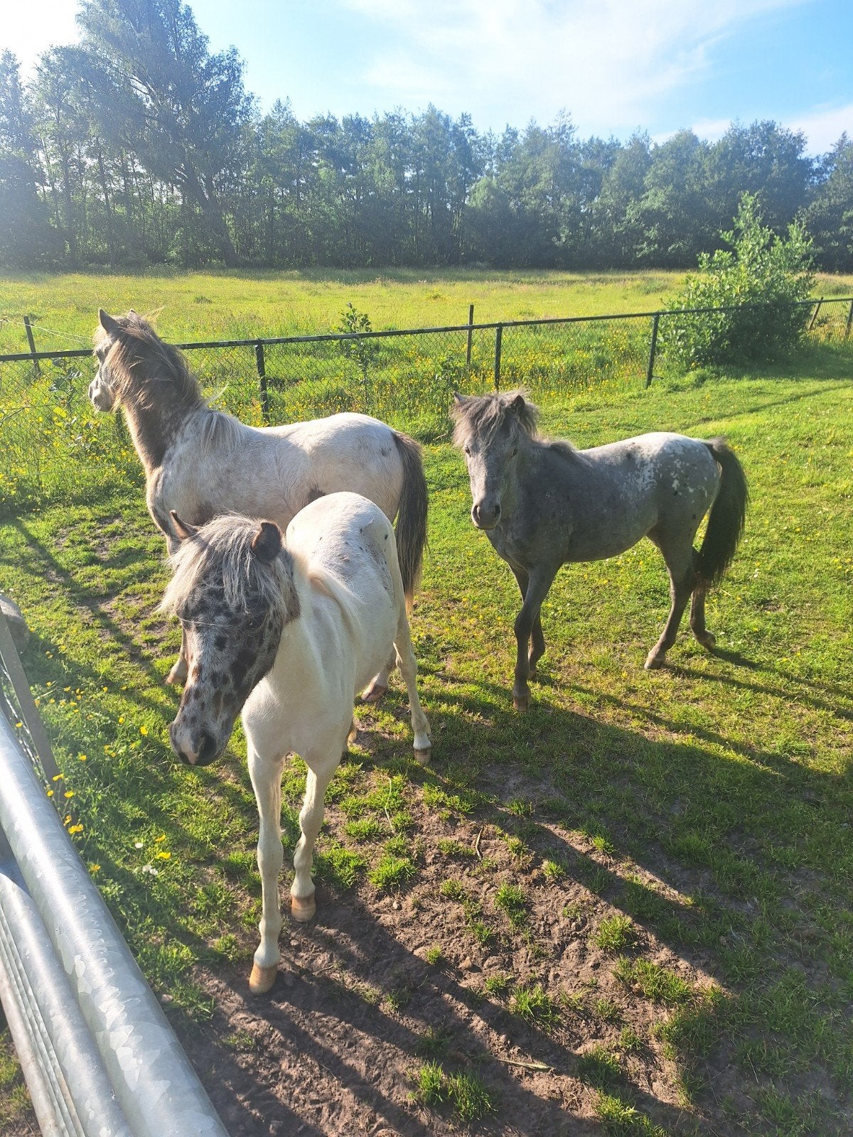 Prachtig mooie jaarling ponys, Dieren en Toebehoren, Merrie