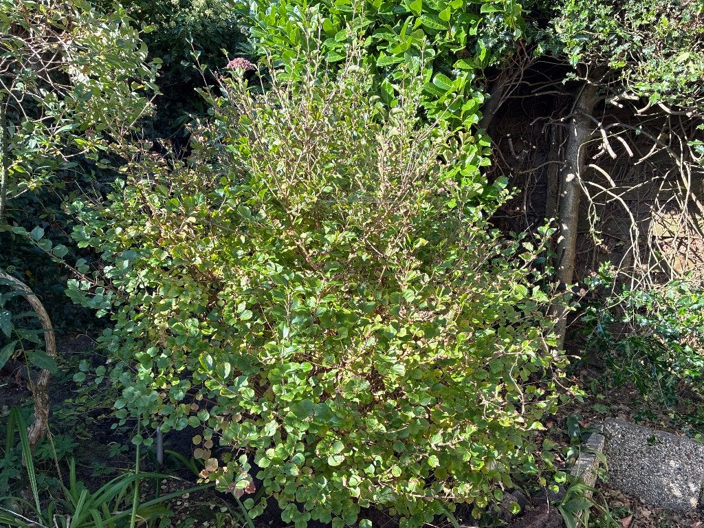 Sering, Tuin en Terras, Volle zon, Vaste plant, Lente, Ophalen