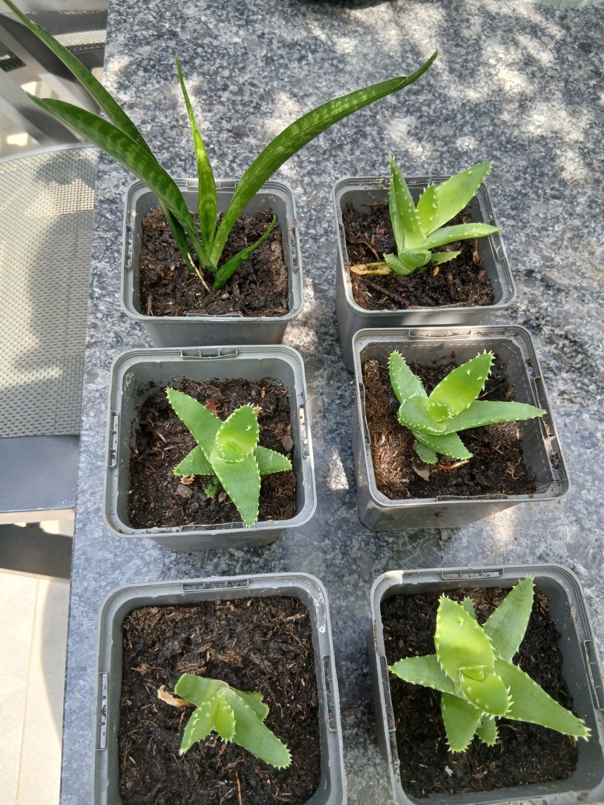 Plantjes voor 1,-, Ophalen, Vetplant, Halfschaduw, Minder dan 100 cm