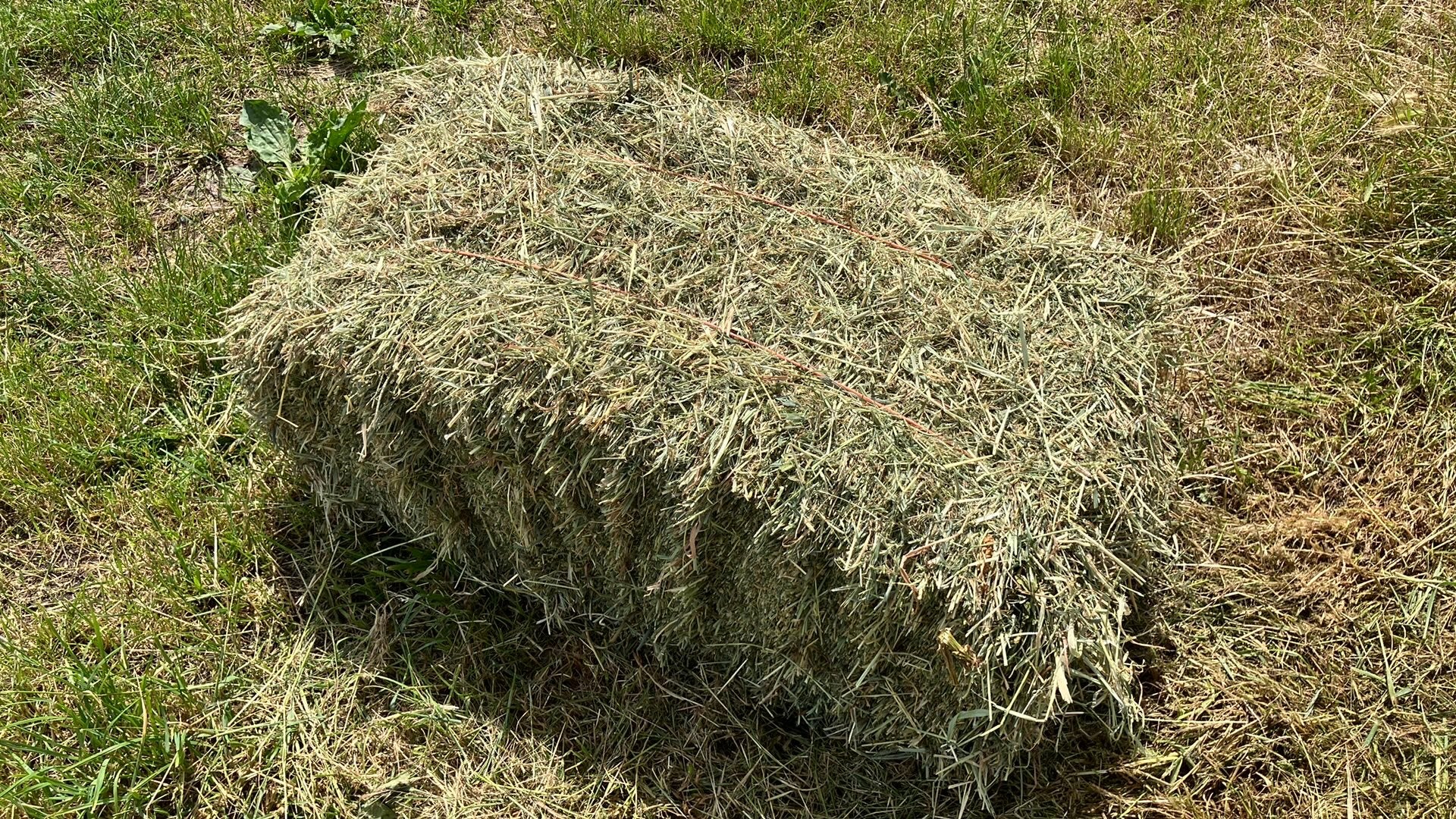 Hooi / paardenhooi, Dieren en Toebehoren, Dierenvoeding, Ophalen of Verzenden, Vee