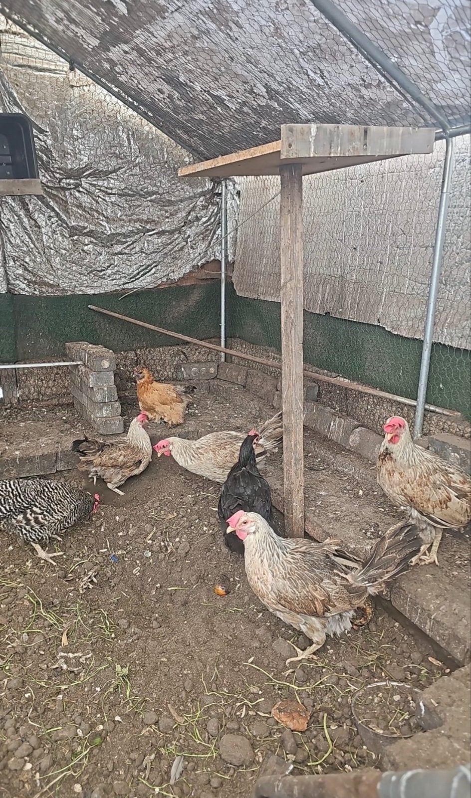 Kippenhok met 23 kippen(hennen), Vrouwelijk, Kip