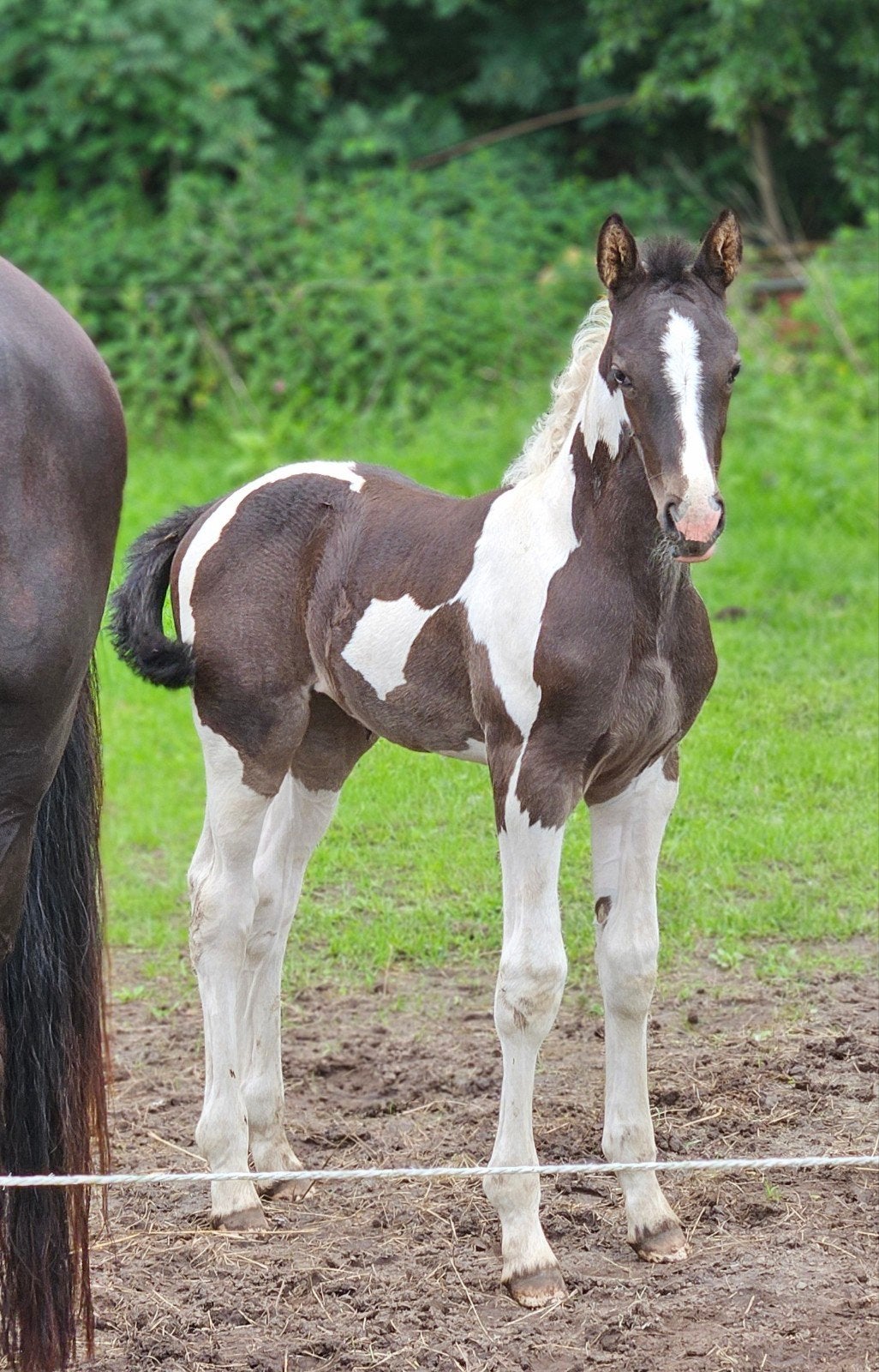 Schitterend zwartbont merrieveulen met maat!, Dieren en Toebehoren, Paarden, Merrie, Dressuurpaard, 0 tot 2 jaar