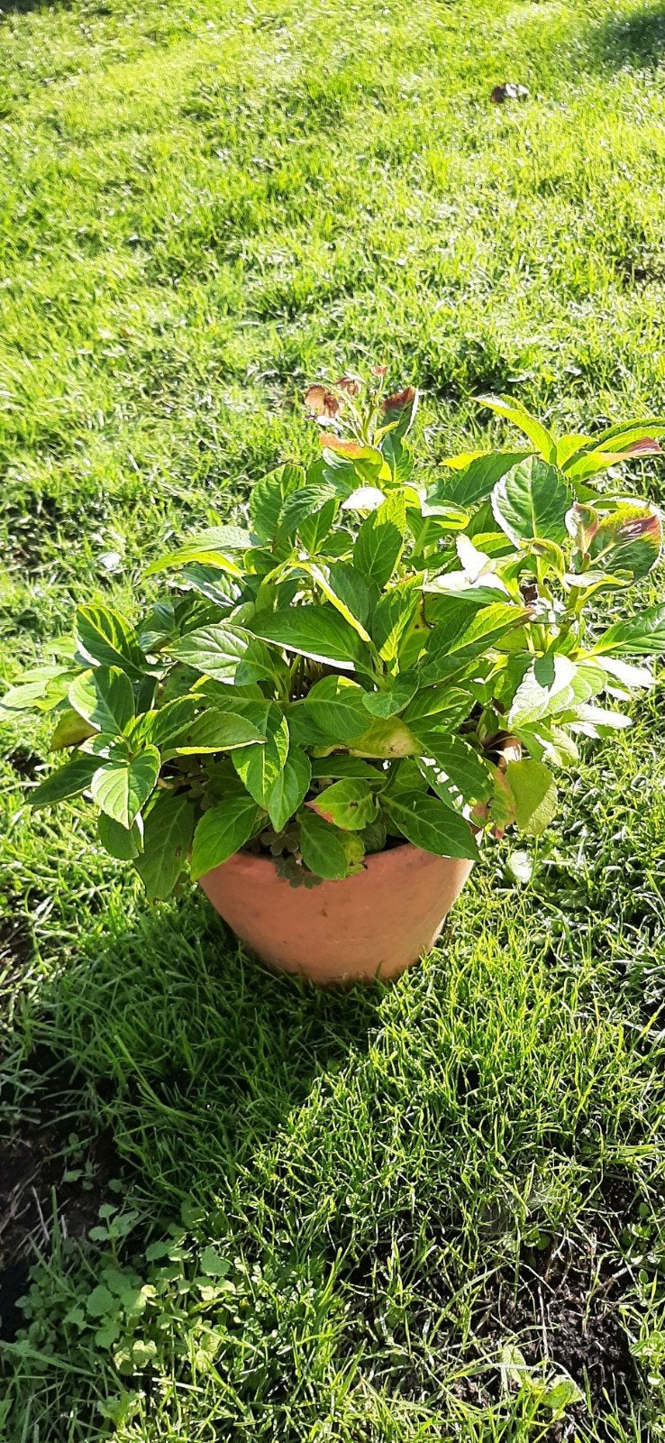 Te Koop: Hortensia, Overige soorten, Vaste plant, Ophalen of Verzenden, Halfschaduw