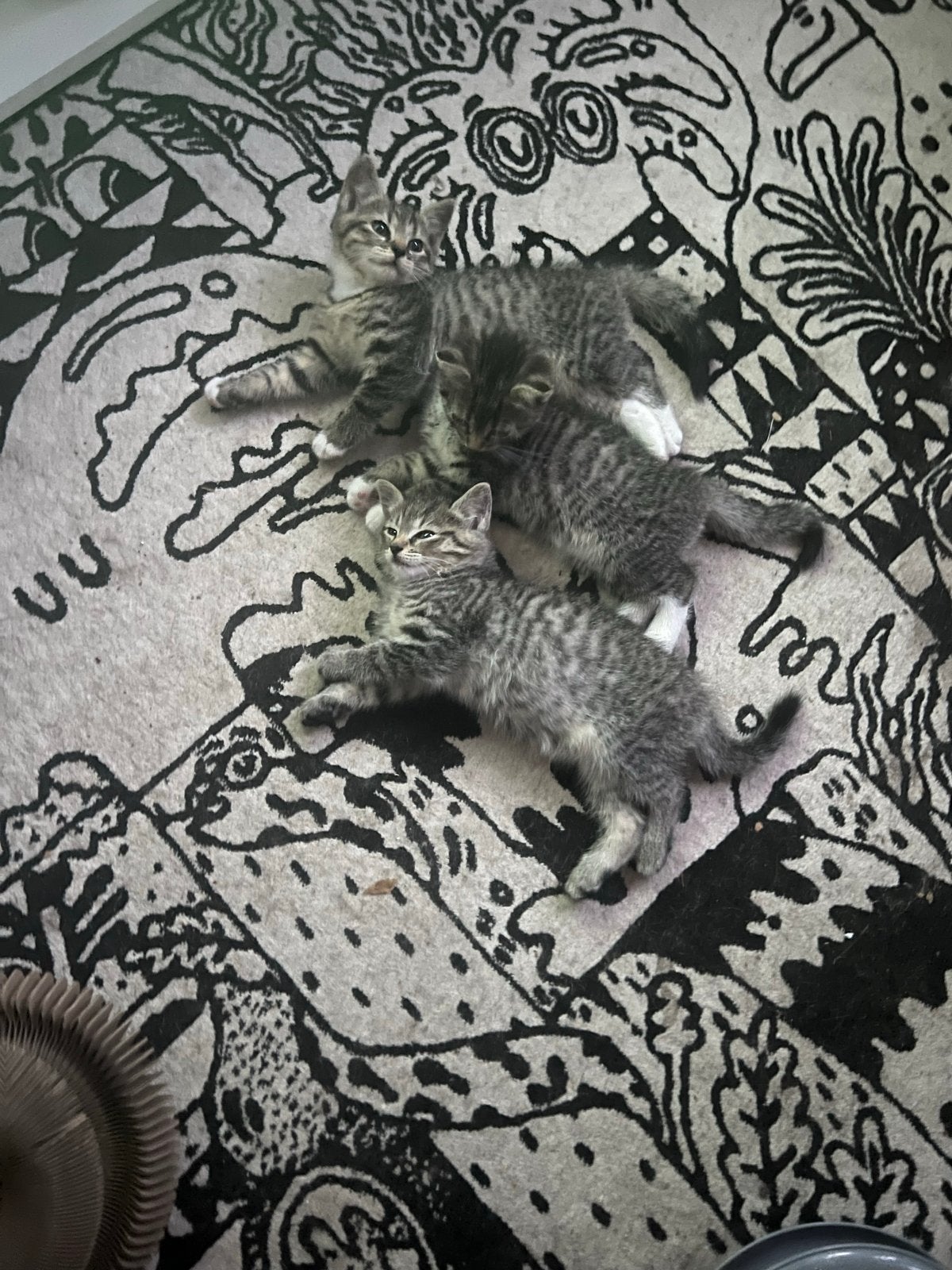 Lieve kittens zoeken nieuw huisje, Poes