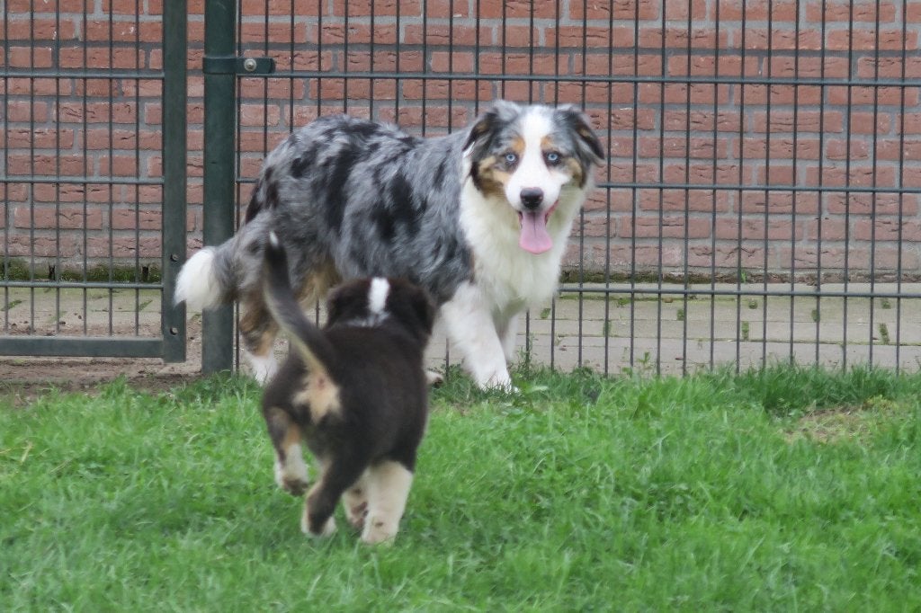 Foto 13 van Black Tri Australian Shepherd pups