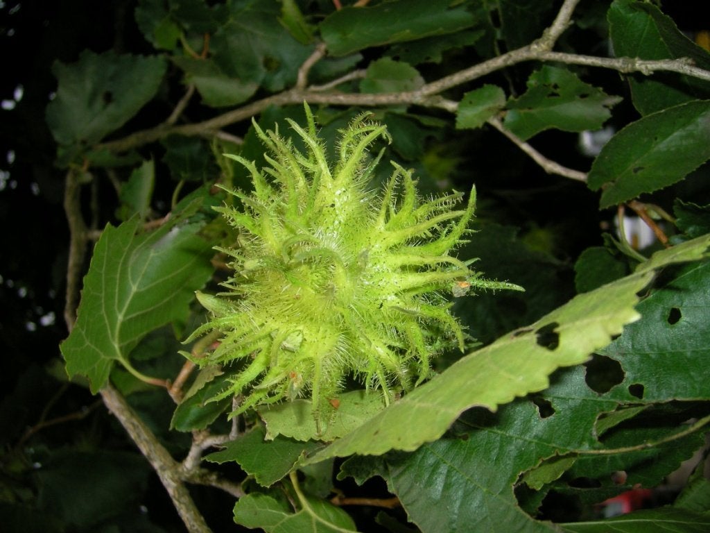 BOOM Corylus colurna Boomhazelaar Turkse hazelaar voedselbos, Volle zon, Vaste plant, Ophalen of Verzenden, Winter
