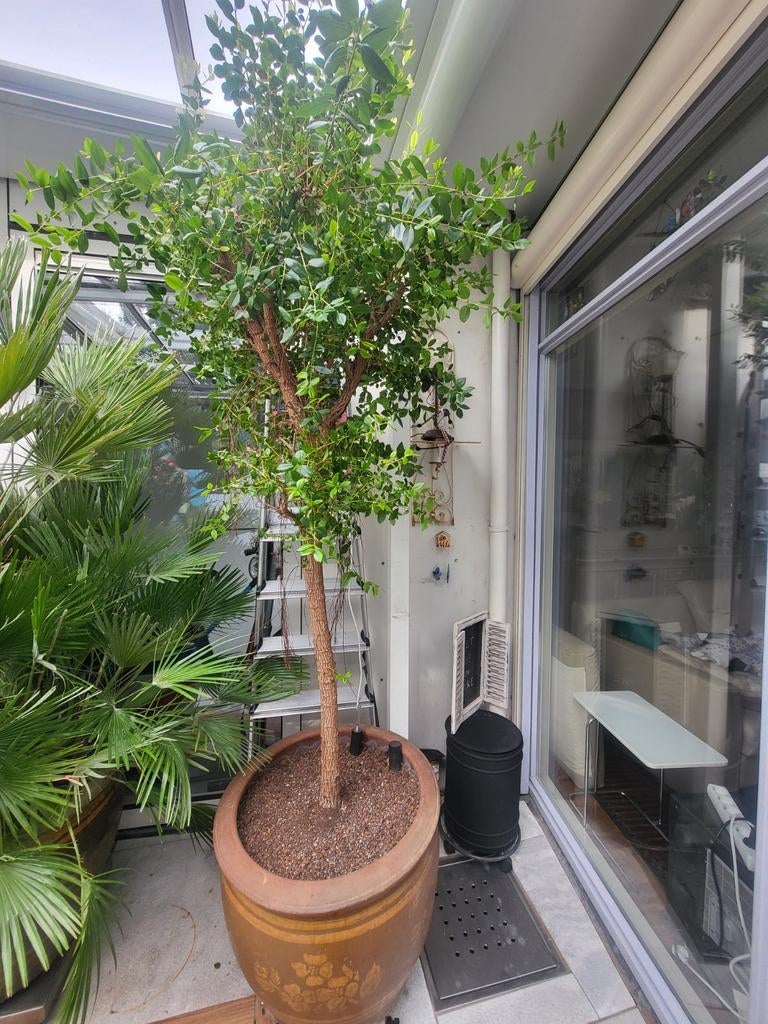 Mooie, goed onderhouden planten inclusief potten, Tuin en Terras, Planten | Tuinplanten, Ophalen, Bloeit niet, Overige soorten