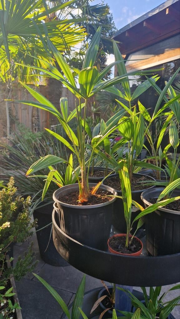 Trachycarpus palmboompjes  5 jaar oud -16gr winterhard, Overige soorten, Vaste plant, Ophalen of Verzenden, Bloeit niet