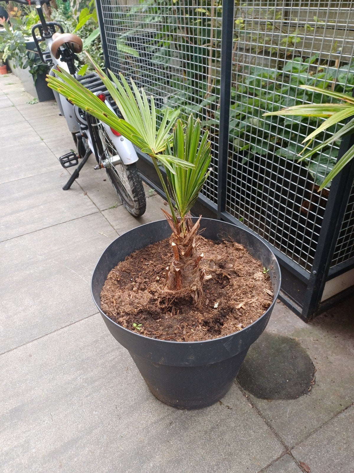 Trachycarpus wagnerianus - Winterharde palm incl. sierpot, Ophalen, Vaste plant, Overige soorten, Volle zon
