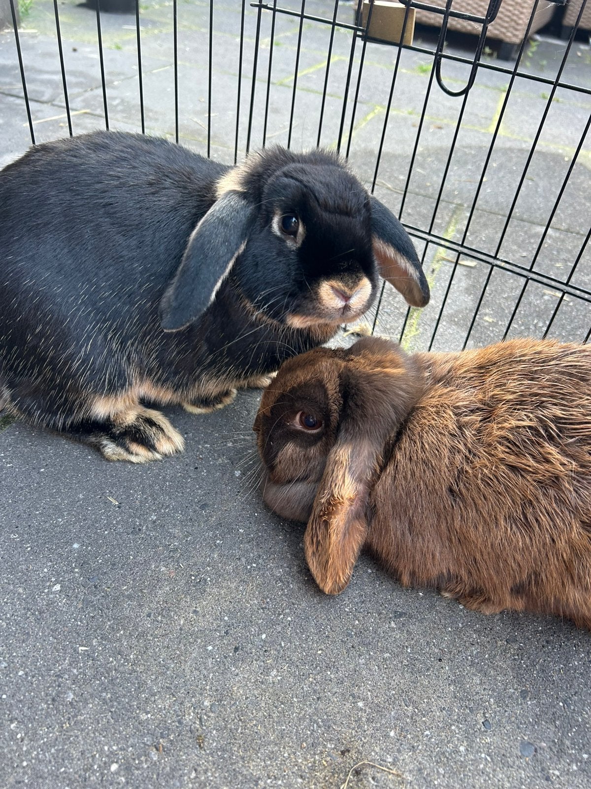 2 konijntjes te koop (gecastreerd mannetje en een vrouwtje), Meerdere dieren, Dwerg, Hangoor