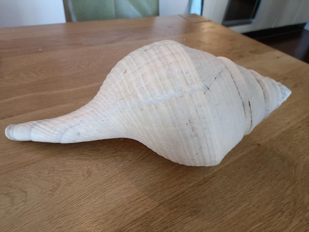 Mooie schelp, Verzamelen, Mineralen en Fossielen, Ophalen, Schelp(en)
