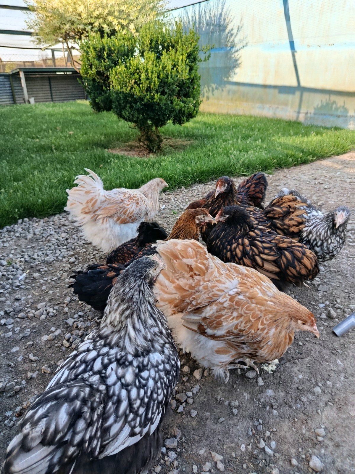 Prachtige grote Orpington-kippen te koop., Dieren en Toebehoren, Meerdere dieren, Kip