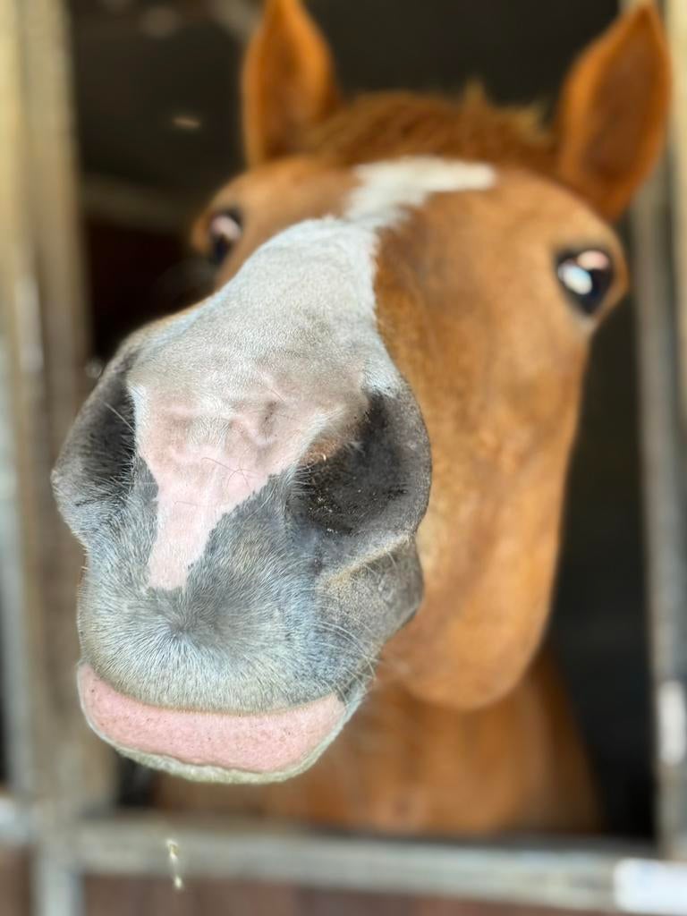Gezocht, leuke D of E ponys 🤩, 3 tot 6 jaar, Merrie, E pony (1.48m - 1.57m), Met stamboom