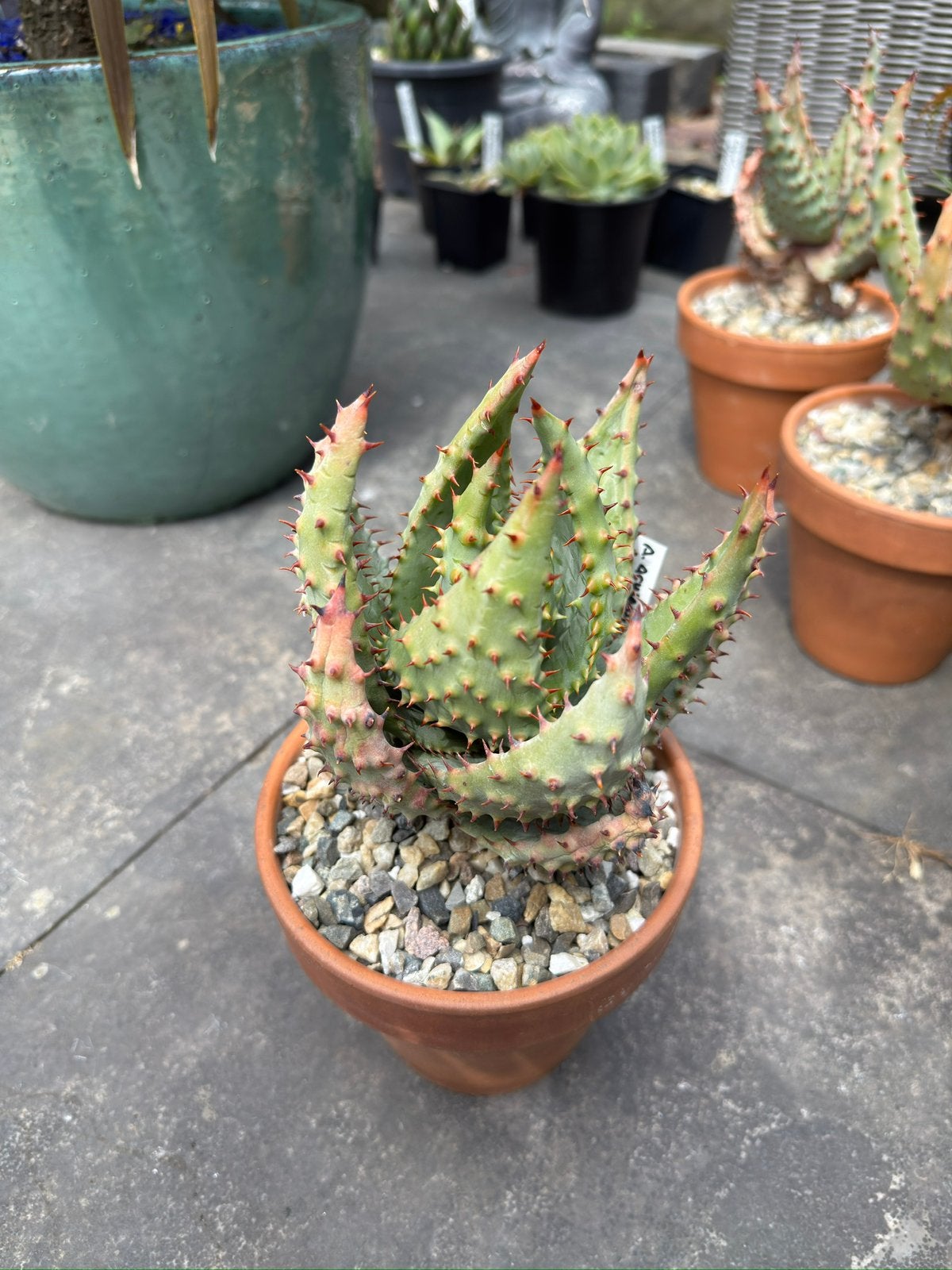Aloe Aculeata, Ophalen of Verzenden, Halfschaduw, Minder dan 100 cm