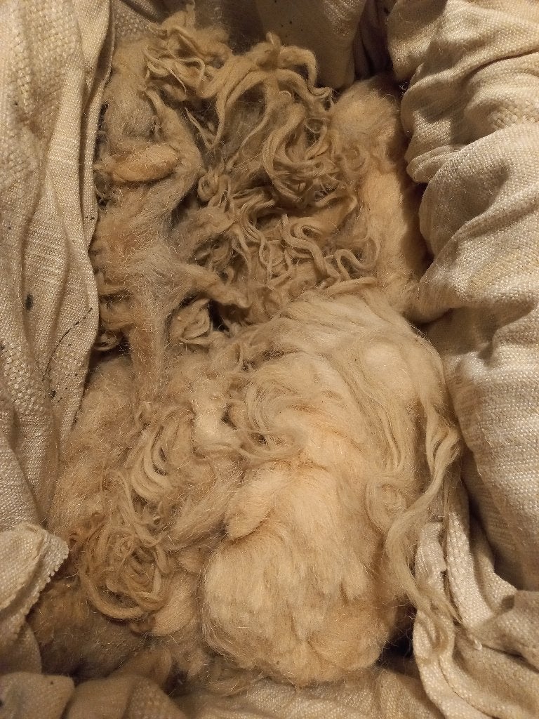 Schapenwol, Ophalen, Nieuw, Spinwol