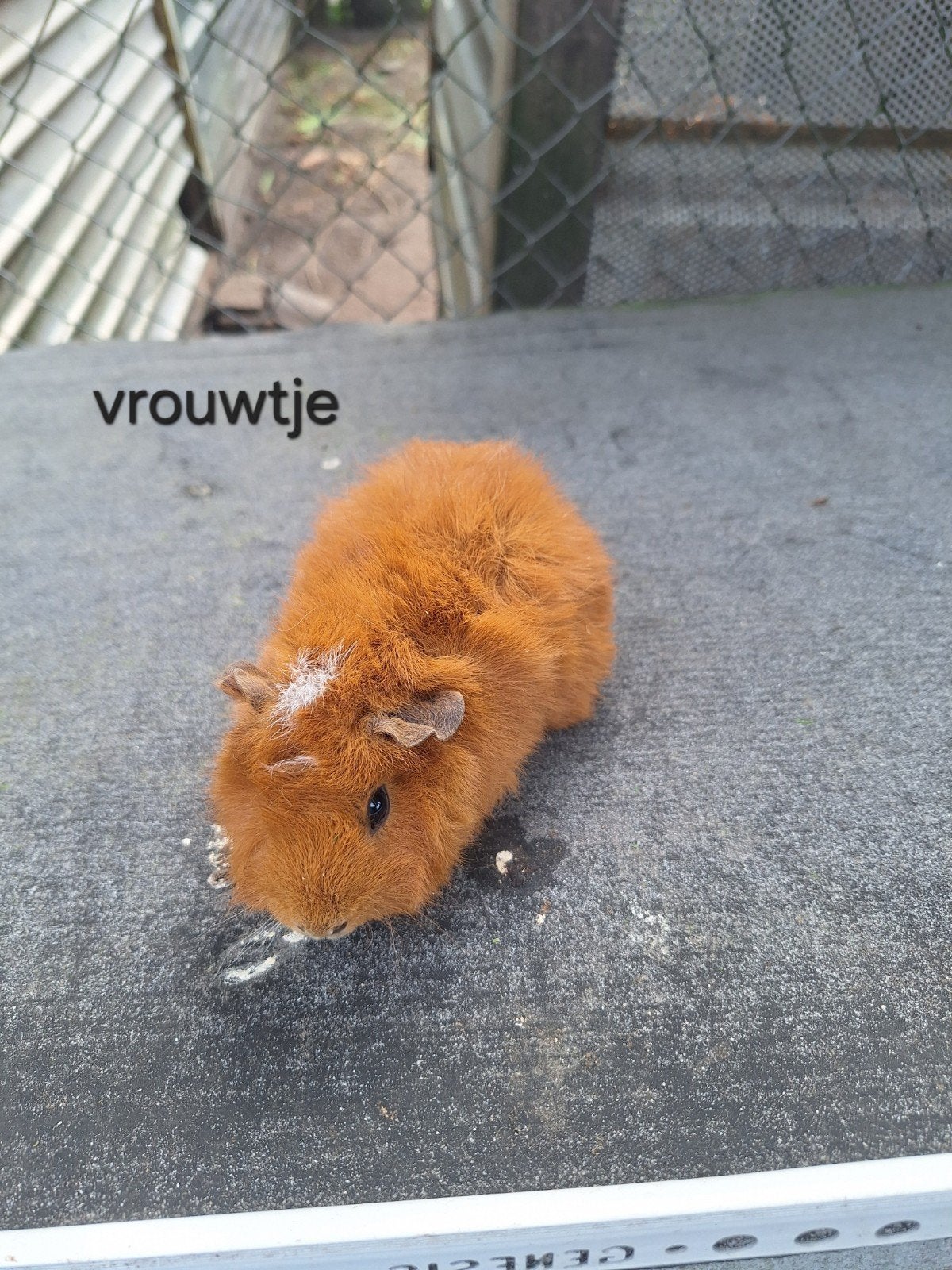 Cavias Tekoop, Dieren en Toebehoren, Cavia, Augustus, Meerdere dieren, Tam