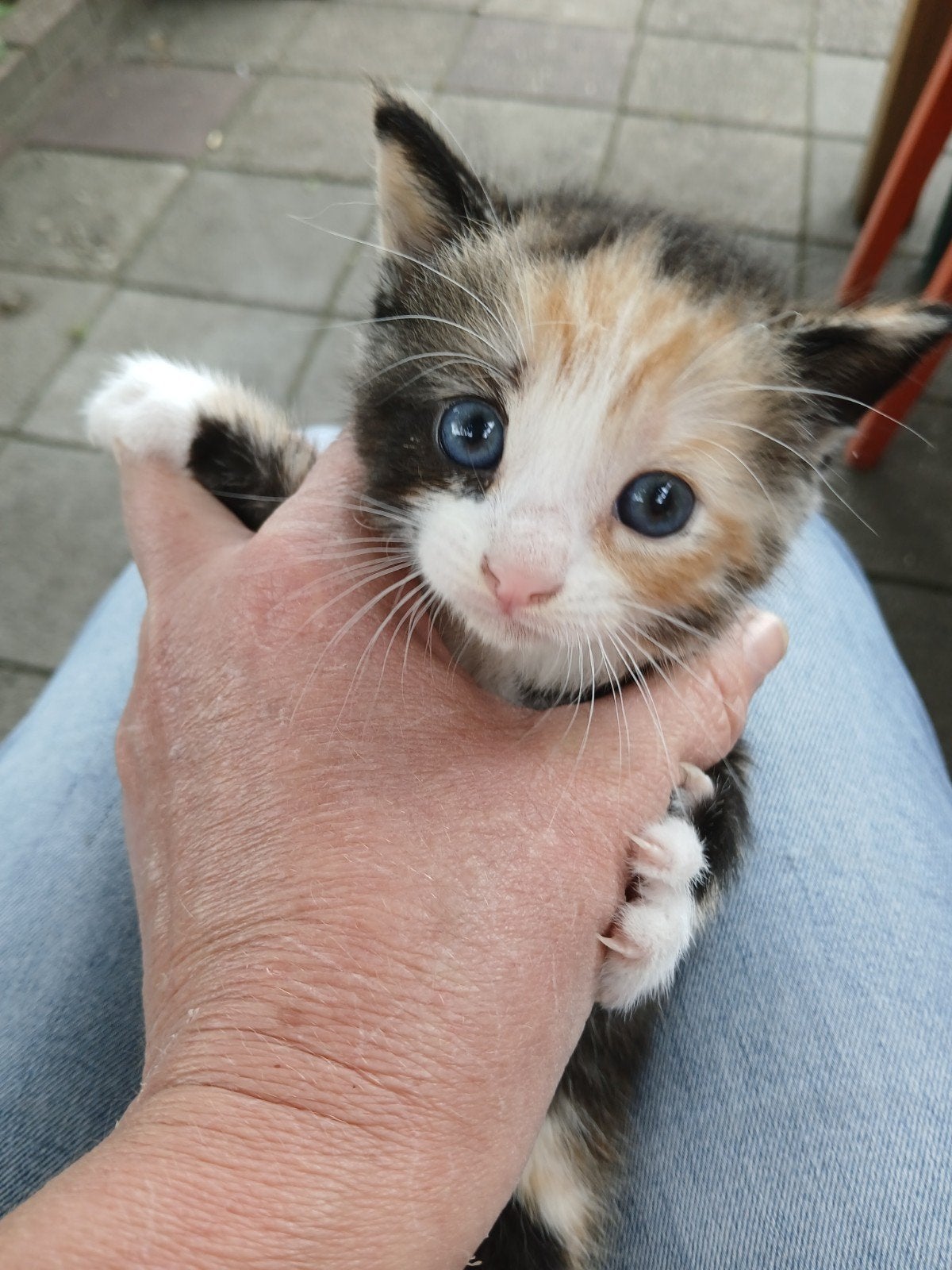 Kittens