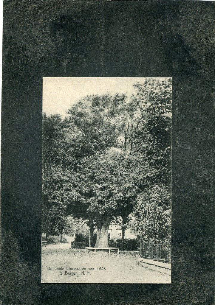 Ansicht Bergen - De Oude Lindeboom, Verzenden, 1920 tot 1940, Ongelopen, Noord-Holland