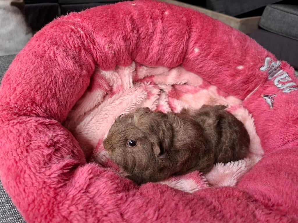 Prachtig choco CH cavia beertje, Cavia, April, Mannelijk, Tam