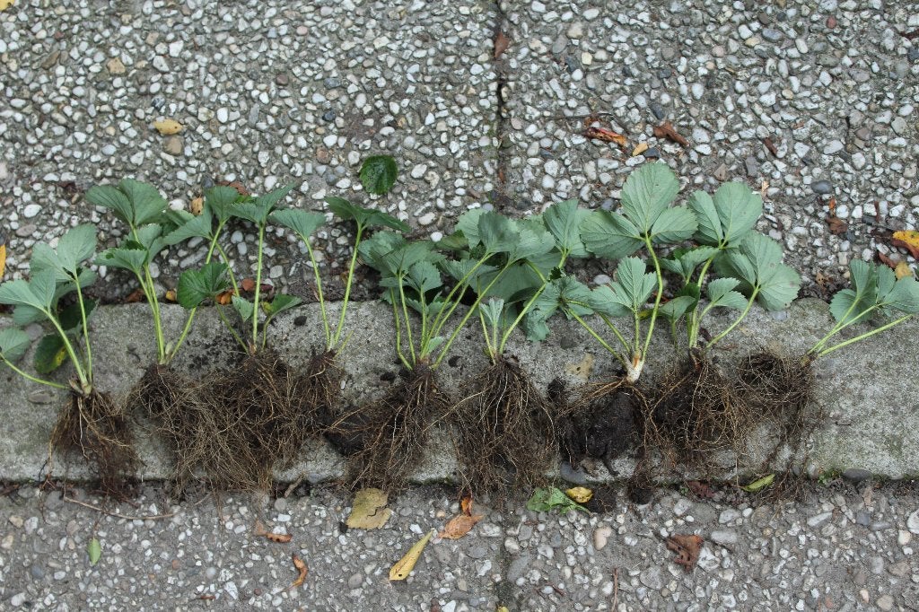 aardbeiplanten, Ophalen, Lente, Overige soorten, Volle zon