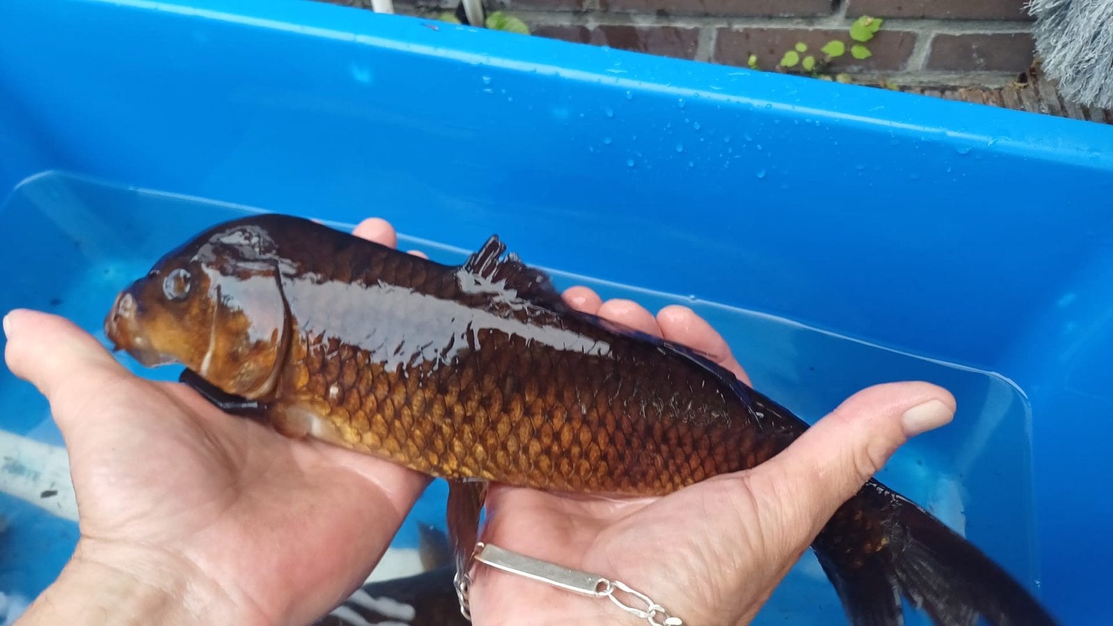 3 Koi karper, Karper of Koi
