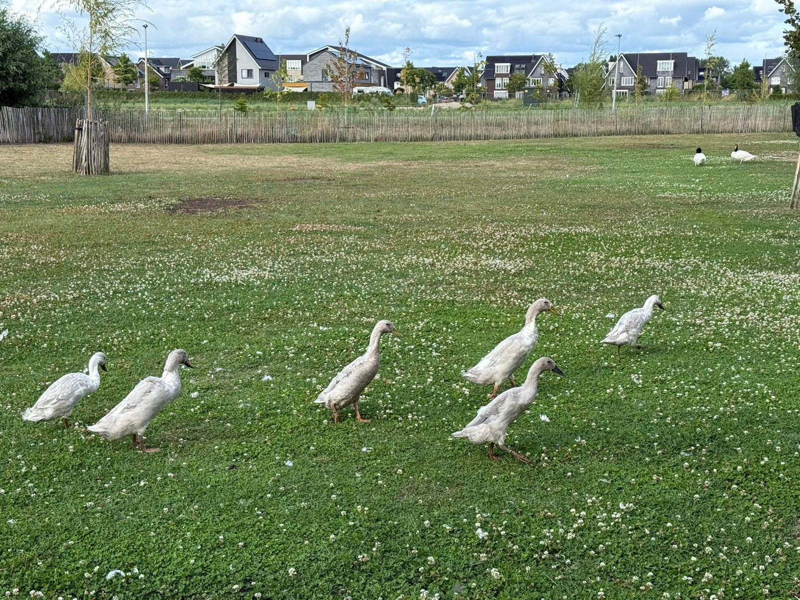 Loopeenden, Dieren en Toebehoren, Meerdere dieren, Eend