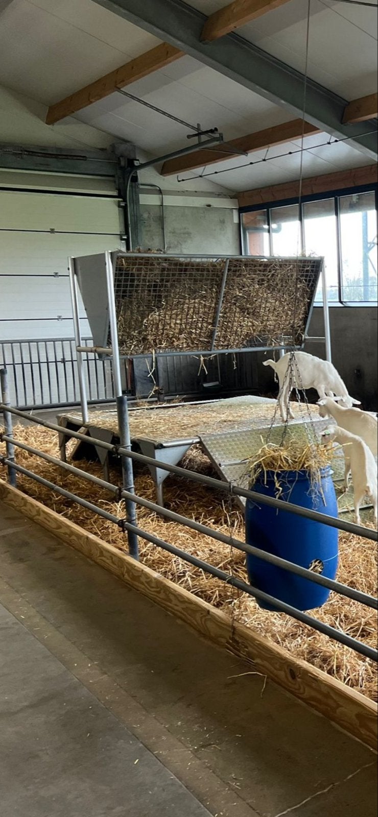 Stro/hooiruiven voor geiten., Dieren en Toebehoren