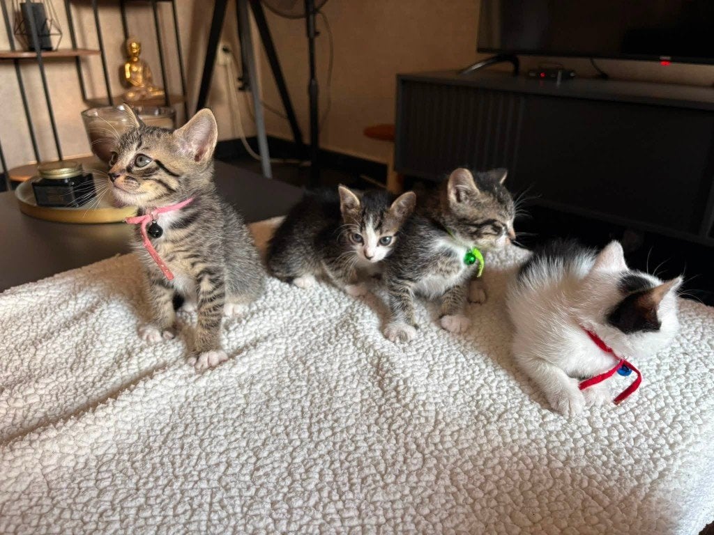 kitten, Dieren en Toebehoren, Poes, Ontwormd, 0 tot 2 jaar