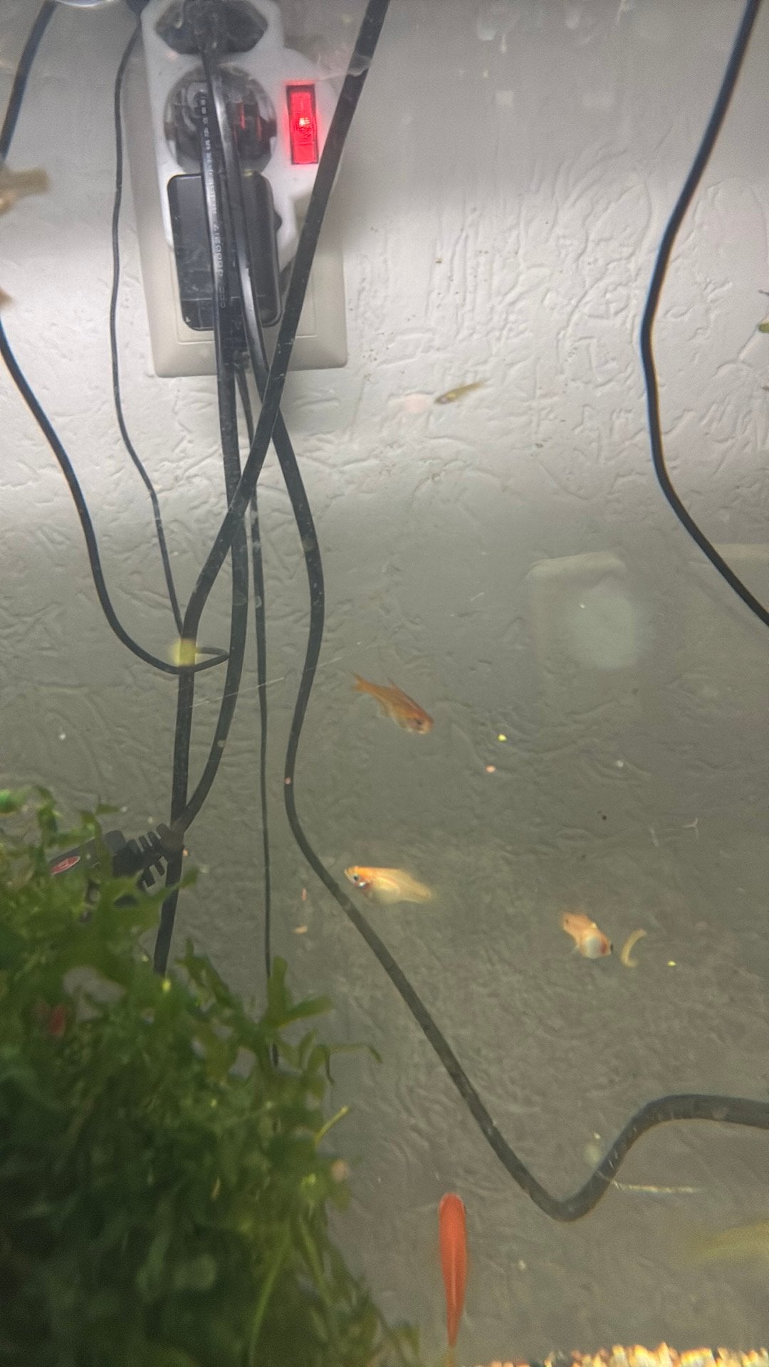 Platy’s 5 stuks, Vis