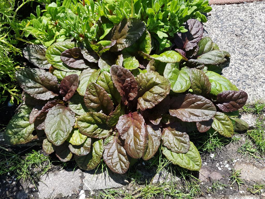 zenegroen of ajuga vaste tuin plant, Tuin en Terras, Planten | Tuinplanten, Ophalen, Overige soorten, Volle zon