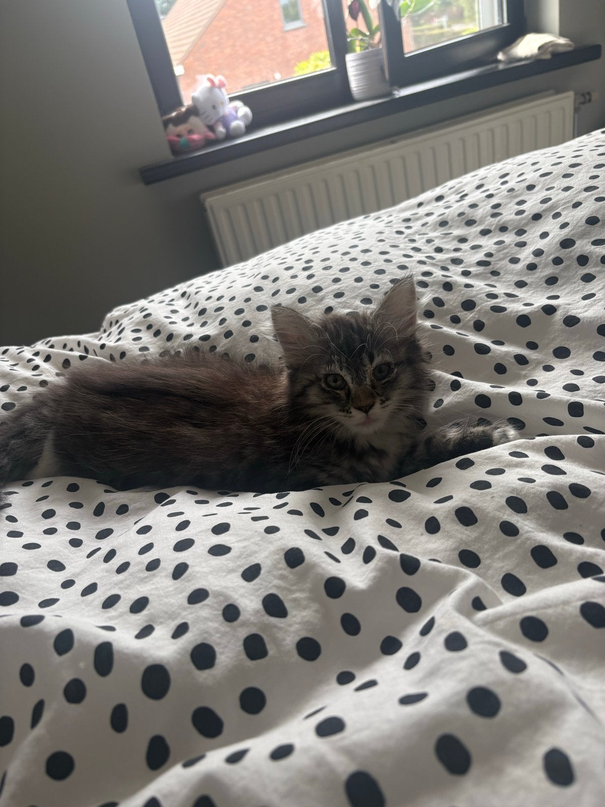 Maine Coon 9 weken, Poes, Ontwormd, 0 tot 2 jaar