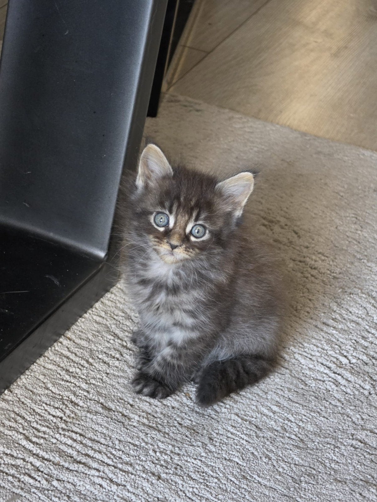 3 Raszuivere Mainecoon kittens (mogen bijna weg), Dieren en Toebehoren, Meerdere dieren, Ontwormd