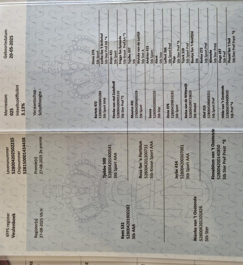 Friese jaarling hengst, Dieren en Toebehoren, Paarden, Hengst, Niet van toepassing, Minder dan 160 cm, 0 tot 2 jaar