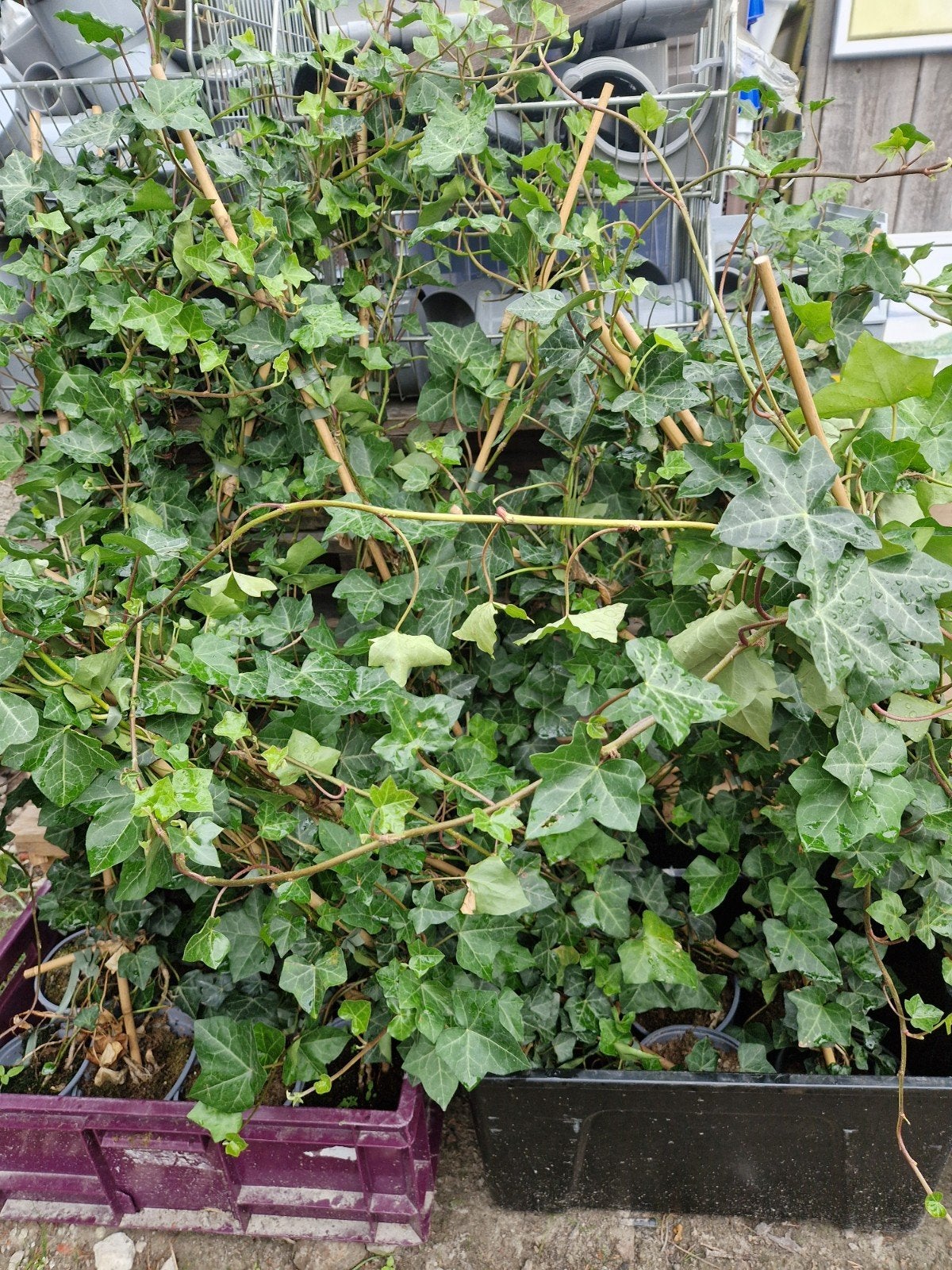 Klimop (Hedera helix) - Ideaal voor tuin en balkon, Tuin en Terras, Ophalen, Vaste plant, Bloeit niet, Halfschaduw