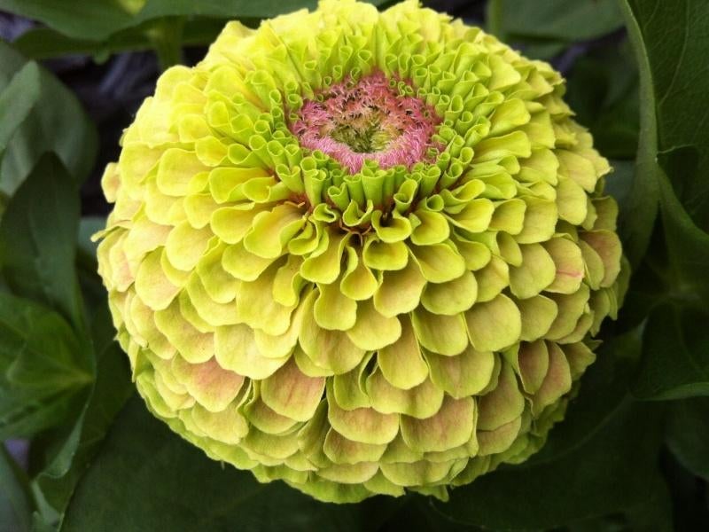 Zinnia elagans Queen Lime blotch zaden, Ophalen of Verzenden, Voorjaar, Volle zon, Zaad