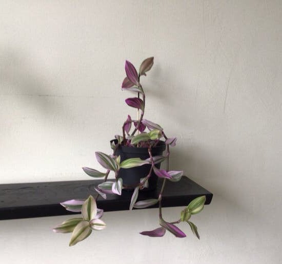 Tradescantia Zebrina - Prachtige hangplant kamer plant, Tuin en Terras, Vaste plant, Halfschaduw, Zomer, Ophalen