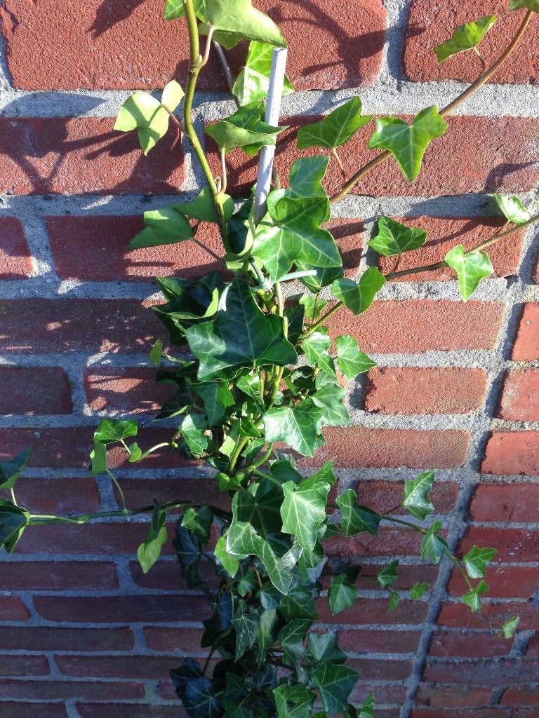 Klimop voor haag 80-100 cm (Hedera hibernica), Ophalen, Overige soorten, Haag, Minder dan 100 cm