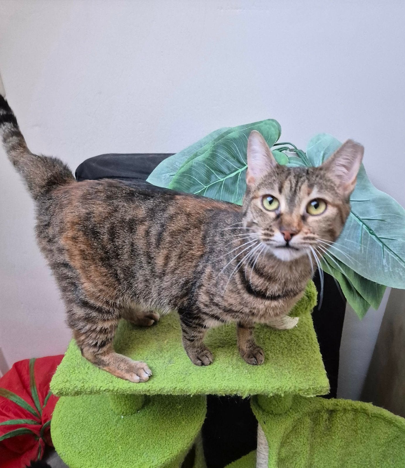 Daisy is een lieverd van 3 jaar en ligt graag op schoot, Poes, Kortharig, 3 tot 5 jaar